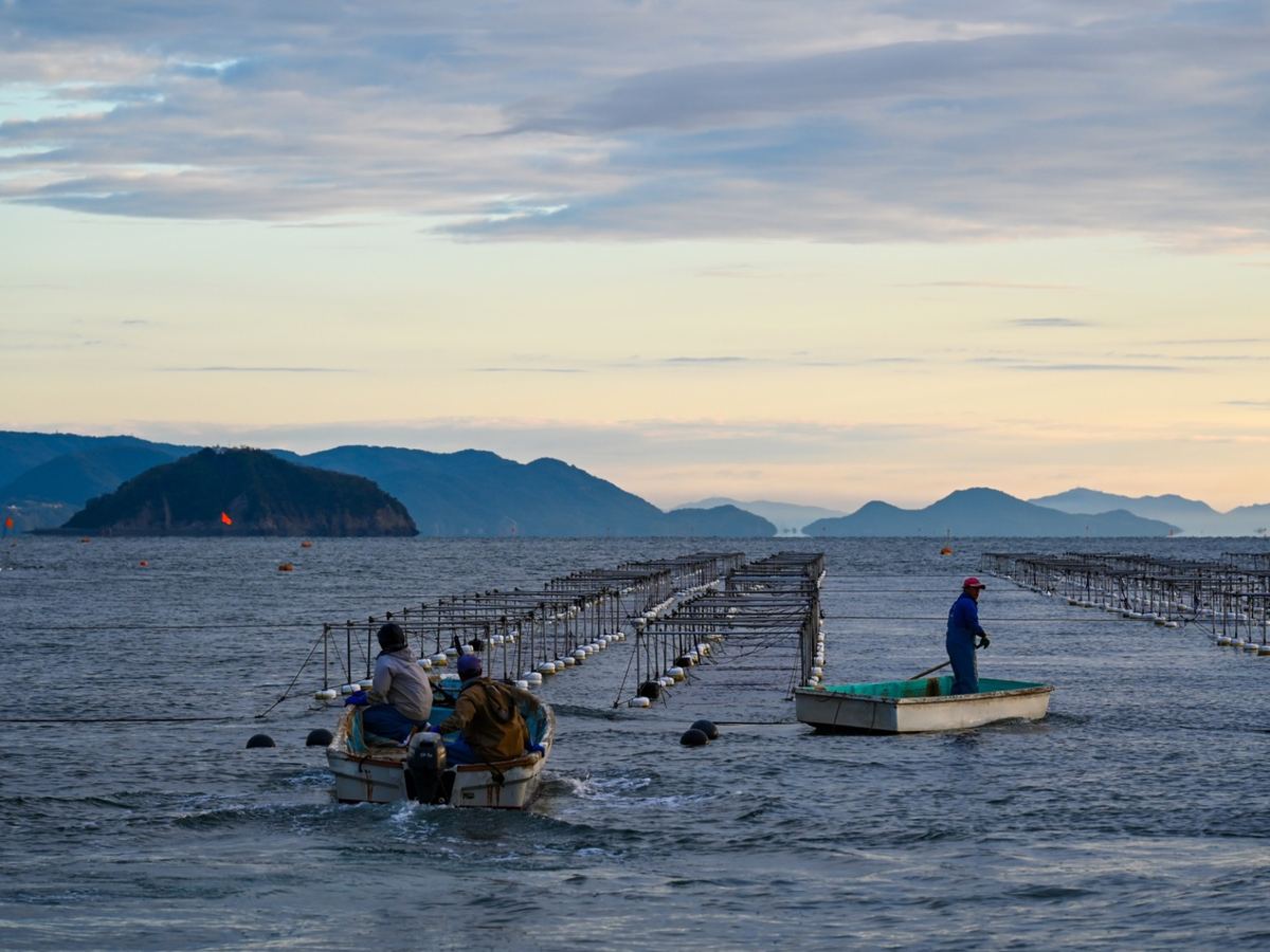 夜明けの海で海苔ひびの手入れをする作業船