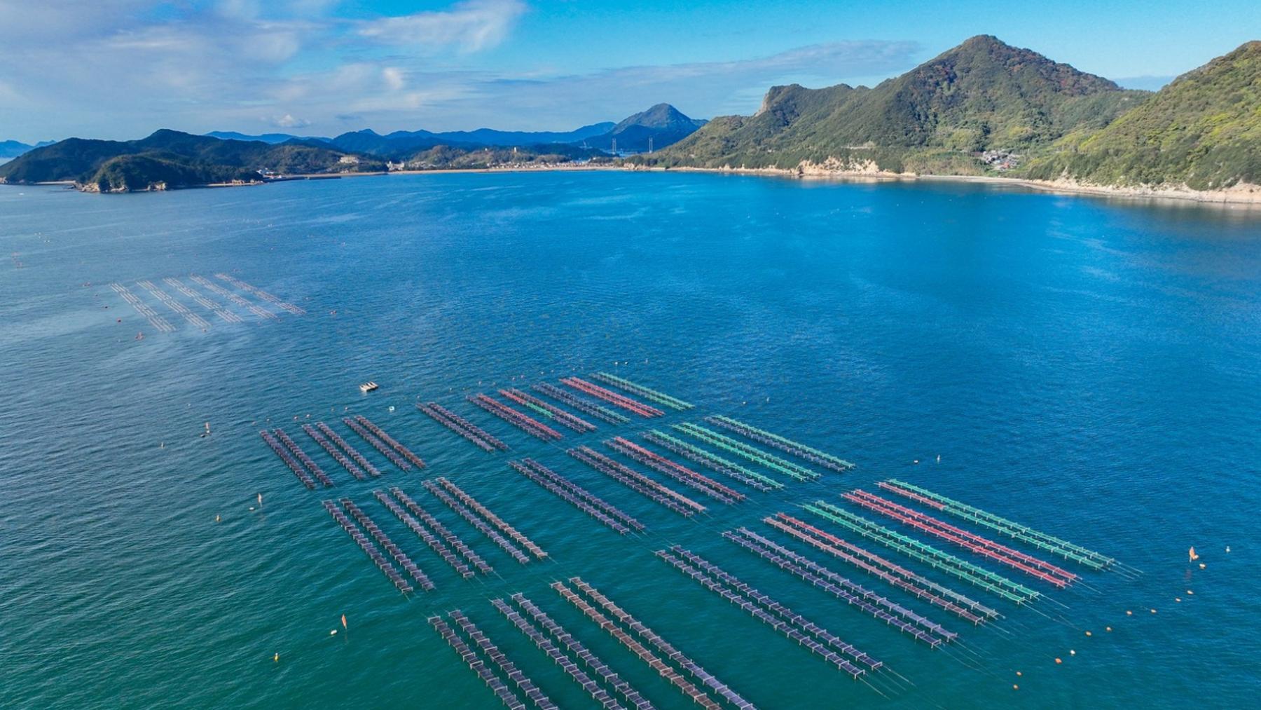 弓削島の沖合に広がる海苔ひび（空撮）
